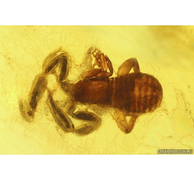 Pseudoscorpion and Fungus gnat. Fossil inclusions in Baltic amber #8272