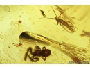 Pseudoscorpion and Fungus gnat. Fossil inclusions in Baltic amber #8272