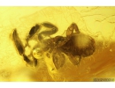 Pseudoscorpion and Fungus gnat. Fossil inclusions in Baltic amber #8272