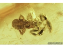 Pseudoscorpion and Fungus gnat. Fossil inclusions in Baltic amber #8272