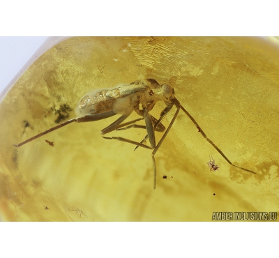 True Bug, Miridae. Fossil insect in Baltic amber #8273