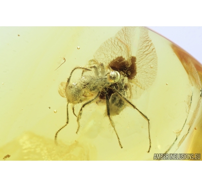Formicidae, Myrmicinae, Ant. Fossil insect in Baltic amber #8275
