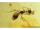 Ant with Mite, Wasp and More. Fossil inclusions in Baltic amber #8276