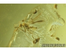 Ant with Mite, Wasp and More. Fossil inclusions in Baltic amber #8276
