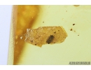 Ant with Mite, Wasp and More. Fossil inclusions in Baltic amber #8276