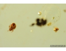 Ant with Mite, Wasp and More. Fossil inclusions in Baltic amber #8276