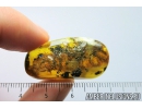 Very Big 30mm! Unknown Larva, Probably Beetle. Fossil insect in Baltic amber #8277