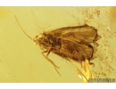 Caddisfly Trichoptera, Bug Heteroptera  and Long-legged fly Dolichopodidae. Fossil insects in Baltic amber #8280