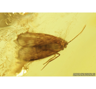 Caddisfly Trichoptera, Bug Heteroptera  and Long-legged fly Dolichopodidae. Fossil insects in Baltic amber #8280