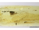 Mammalian hair. Fossil inclusion in Baltic amber #8281