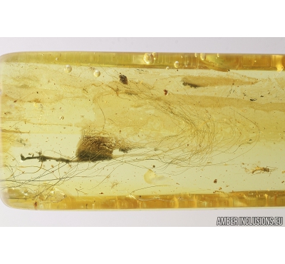 Mammalian hair. Fossil inclusion in Baltic amber #8281