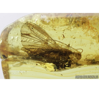 Nice Cockroach, Blattaria. Fossil insect in Baltic amber #8282