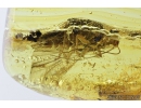 Nice Cockroach, Blattaria. Fossil insect in Baltic amber #8282