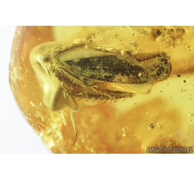 Big Planthopper, Cicadina. Fossil insect in Baltic amber #8285a