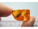 Big Planthopper, Cicadina. Fossil insect in Baltic amber #8285a