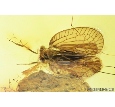 Extremely rare Cicadina Tropiduchidae and Crane Fly Limoniidae Palaeopoecilostola. Fossil insects in Baltic amber #8286