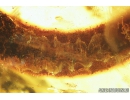 Rare Big 68mm!! LIZARD FRAGMENT, REPTILIA. Fossil inclusion in Baltic amber #8287