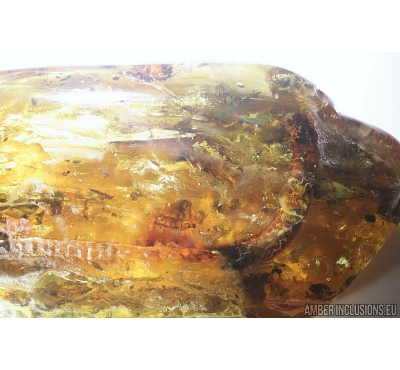 Rare Big 68mm!! LIZARD FRAGMENT, REPTILIA. Fossil inclusion in Baltic amber #8287