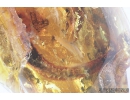 Rare Big 68mm!! LIZARD FRAGMENT, REPTILIA. Fossil inclusion in Baltic amber #8287
