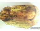 Rare Big 68mm!! LIZARD FRAGMENT, REPTILIA. Fossil inclusion in Baltic amber #8287