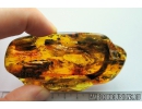 Rare Big 68mm!! LIZARD FRAGMENT, REPTILIA. Fossil inclusion in Baltic amber #8287