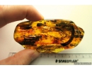 Rare Big 68mm!! LIZARD FRAGMENT, REPTILIA. Fossil inclusion in Baltic amber #8287