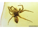 Nice Spider, Araneae. Fossil inclusion in Baltic amber stone #8288