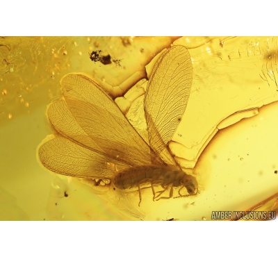 Nice Termite, Isoptera. Fossil inclusion in Baltic amber stone #8289