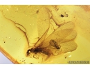 Nice Termite, Isoptera. Fossil inclusion in Baltic amber stone #8289