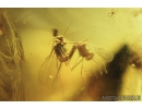 Big Termite, Wasps and Gnat with eggs. Fossil inclusions in Baltic amber #8290