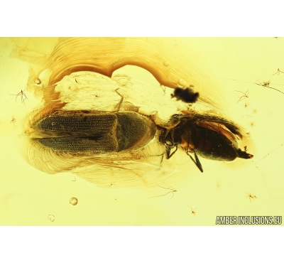 Marsh beetle, Scirtidae and Click beetle, Elateroidea. Fossil insects in Baltic amber #8292