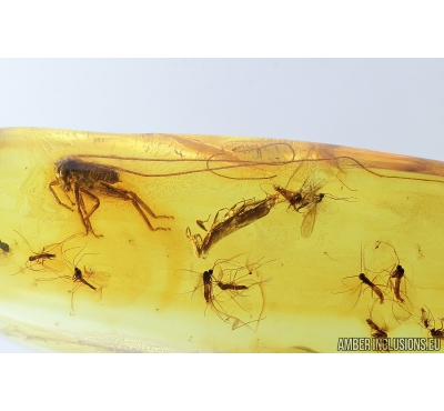 Cricket Orthoptera, Bethylidae Wasp and Swarm of Gnats. Fossil inclusions in Baltic amber #8293