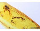 Cricket Orthoptera, Bethylidae Wasp and Swarm of Gnats. Fossil inclusions in Baltic amber #8293