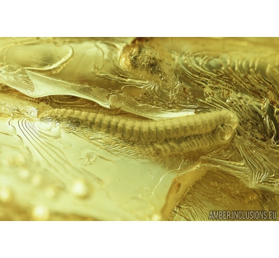 Millipede, Diplopoda and Rove beetle, Staphylinidae. Fossil inclusions in Ukrainian amber #8294