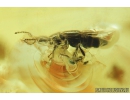 Millipede, Diplopoda and Rove beetle, Staphylinidae. Fossil inclusions in Ukrainian amber #8294