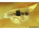 Millipede, Diplopoda and Rove beetle, Staphylinidae. Fossil inclusions in Ukrainian amber #8294