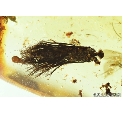 Seed vessel, Leaves and Proctotrupid Wasp Proctotrupidae . Fossil inclusions in Baltic amber #8295