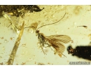 Seed vessel, Leaves and Proctotrupid Wasp Proctotrupidae . Fossil inclusions in Baltic amber #8295