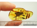 Seed vessel, Leaves and Proctotrupid Wasp Proctotrupidae . Fossil inclusions in Baltic amber #8295