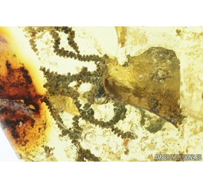 Nice Liverwort, Bryophyta. Fossil inclusion in Baltic amber #8296