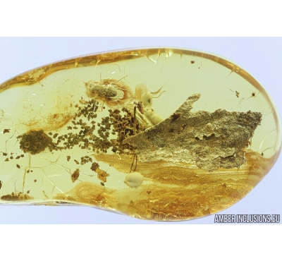 Tree Bark, Hymenoptera Ant and Diptera Fly with Fungi. Fossil inclusions in Baltic amber #8297