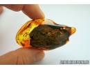 Big 43mm Tree Bark and More. Fossil inclusion in Baltic amber #8298