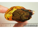 Big 43mm Tree Bark and More. Fossil inclusion in Baltic amber #8298
