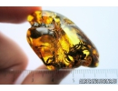 Nice Lichen. Fossil inclusion in Baltic amber #8299