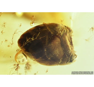 Nice Bud. Fossil inclusion in Baltic amber #8300