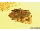 Very Nice Bud. Fossil inclusion in Baltic amber #8301