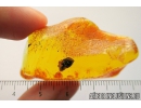 Very Nice Bud. Fossil inclusion in Baltic amber #8301