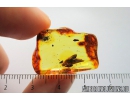 Very Nice Plant. Fossil inclusions in Baltic amber #8302