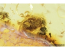 Nice Leaf and Cicadina. Fossil inclusions in Baltic amber #8303