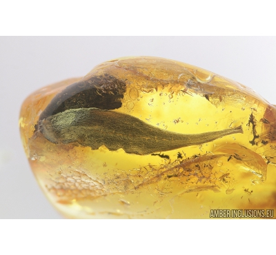 Big 23mm! Nice Leaf was cut by caterpillar. Fossil inclusion in Baltic amber #8305